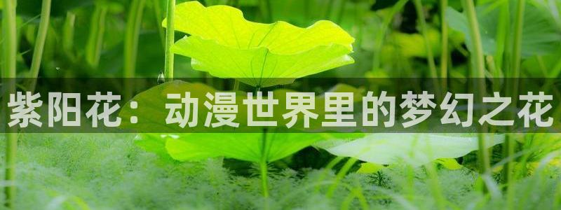 58动漫网：紫阳花：动漫世界里的梦幻之花